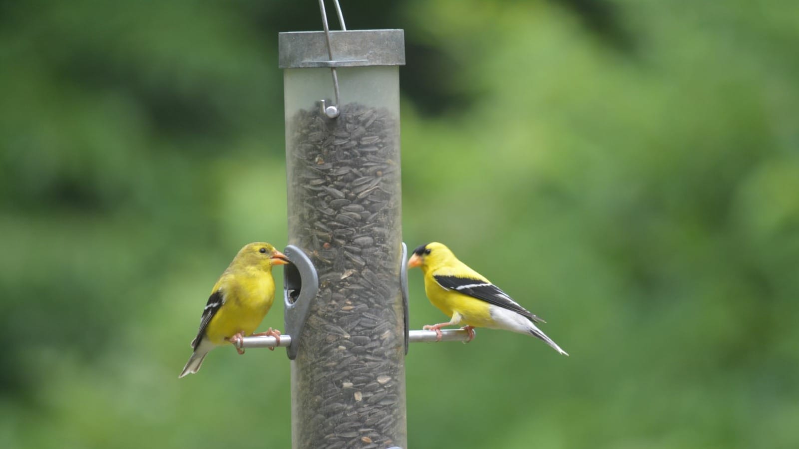A variety of colorful birds are attracted to the feeders at the Burr Oak Woods Nature Center.