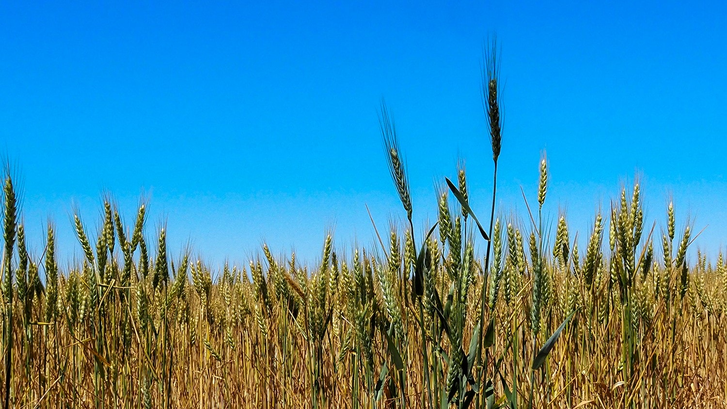 A wheat field under blue skies.