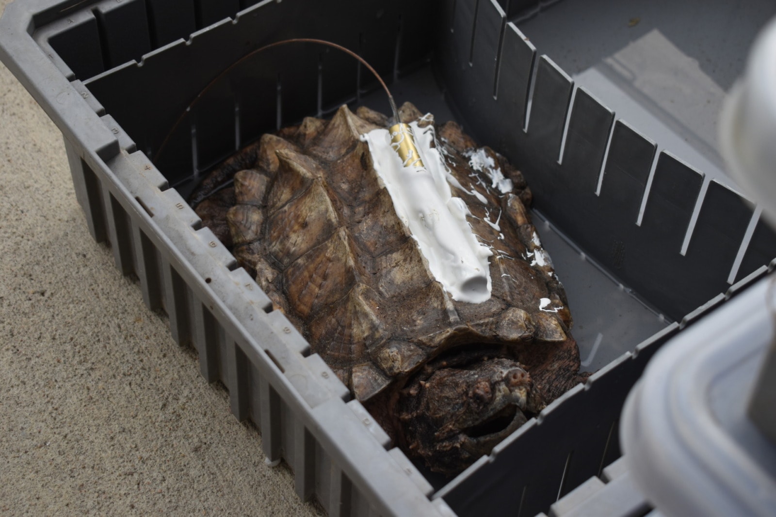 An alligator snapping turtle sits in a gray box. The turtle's shell is pointy and brown. On top of the shell is a tracker covered in white plaster with an antenna sticking out of it.